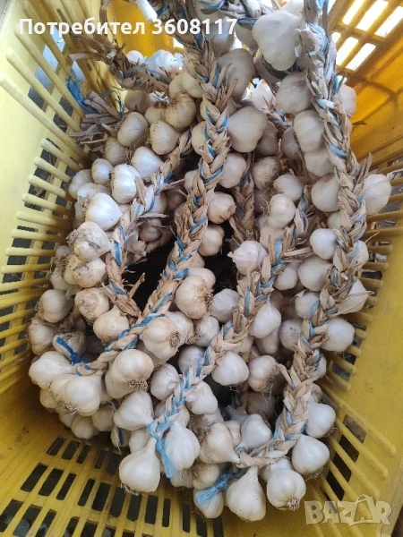 чесън пролетняк , снимка 1