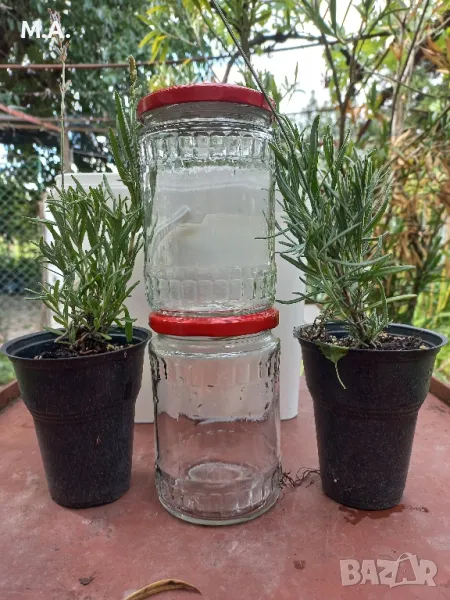 Предлагам лавандули в контейнери, снимка 1