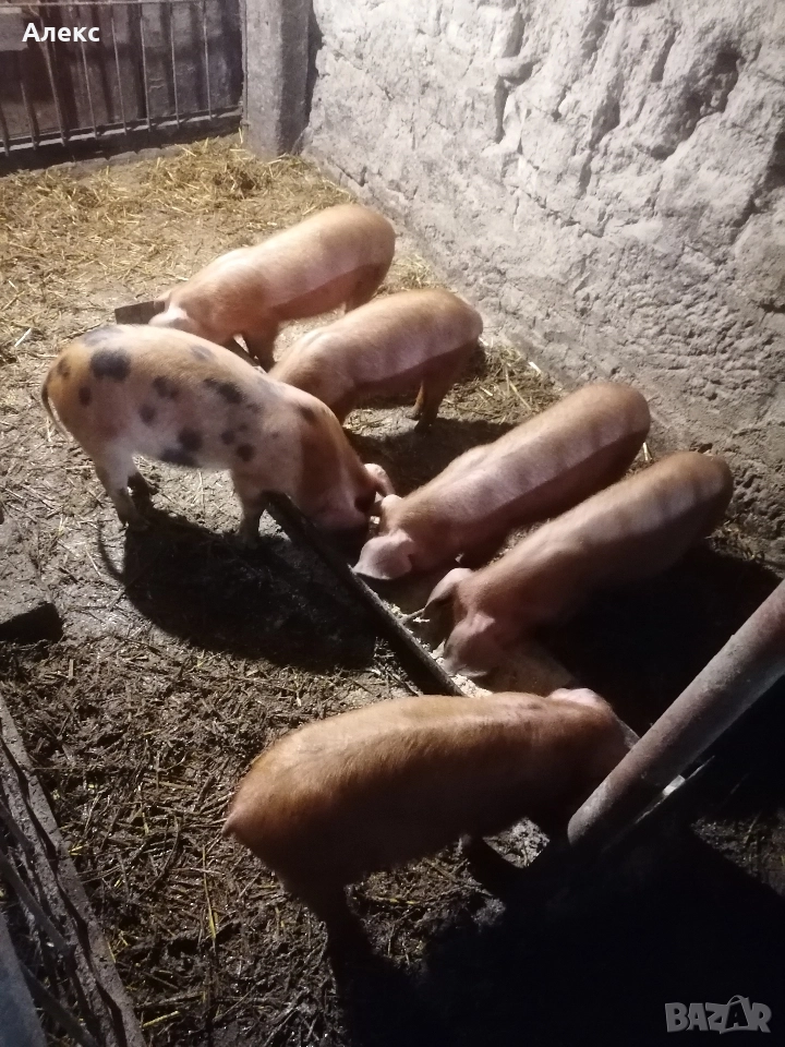  Прасенца Дюрок на 3 месеца , снимка 1