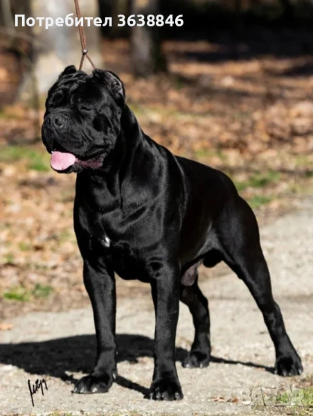 Кане корсо, снимка 1