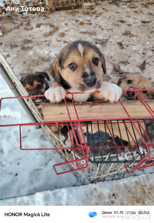 Подарявам, снимка 1