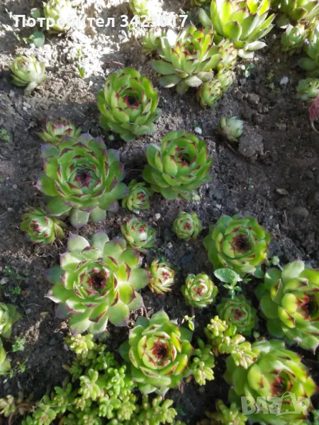 Дебелец лечебно растение, снимка 1