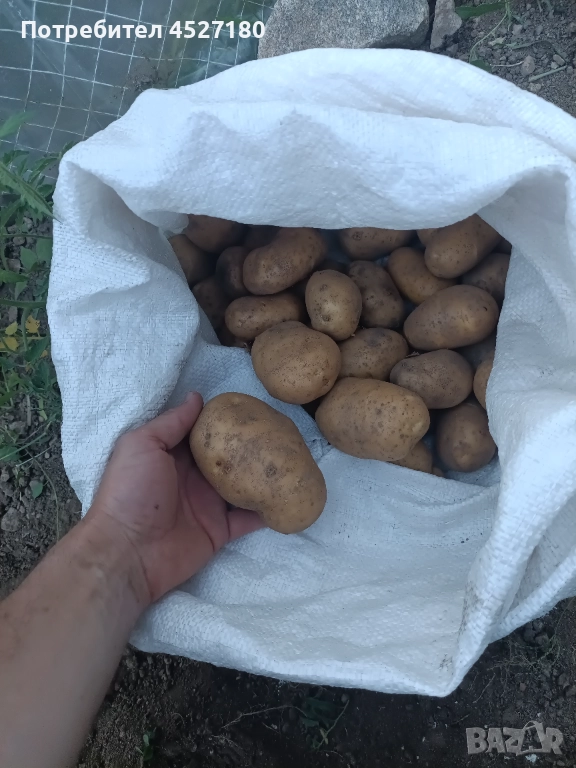 Родопски Картофи пататос компир, снимка 1