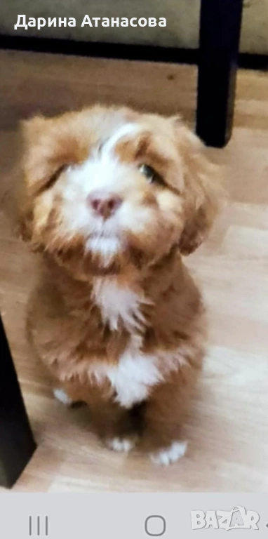 Пудел МАЛТИПУ със сини очи, снимка 1