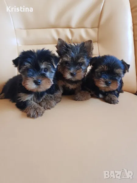 Йорки йоркширски триер , снимка 1