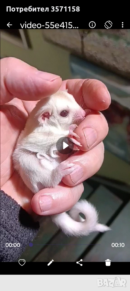 захарна катеричка, снимка 1