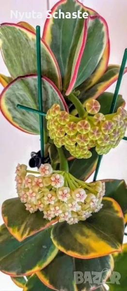 Хоя - Hoya pachyclada New Moon, снимка 1