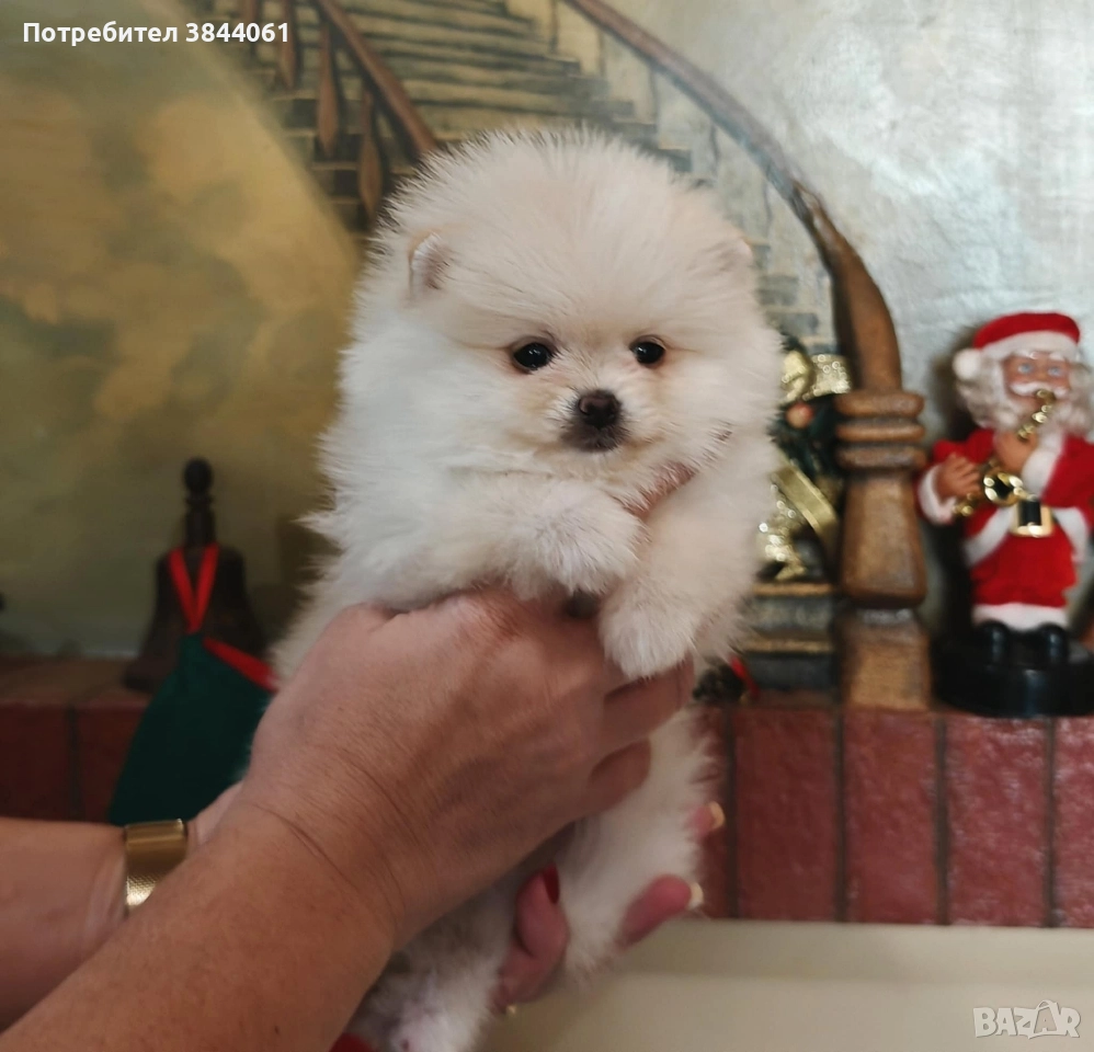 Мини померанчета , снимка 1