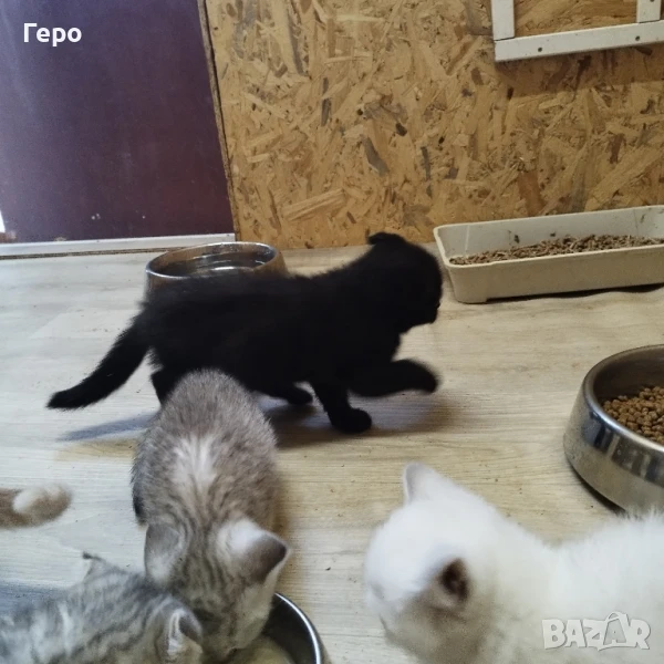 шотландска клепоуха , снимка 1