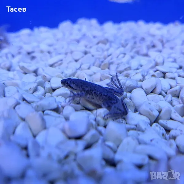 Мини жаби, снимка 1