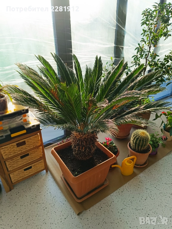 Две палми Цикас и Нолина , снимка 1