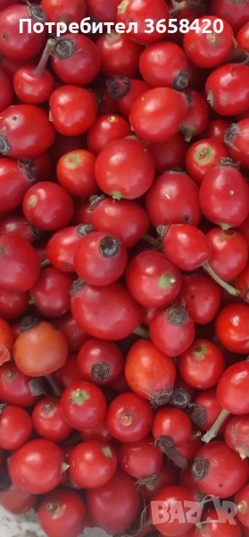 Продавам горски шипки ., снимка 1