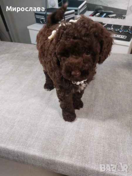 Пудел Той шоколад , снимка 1