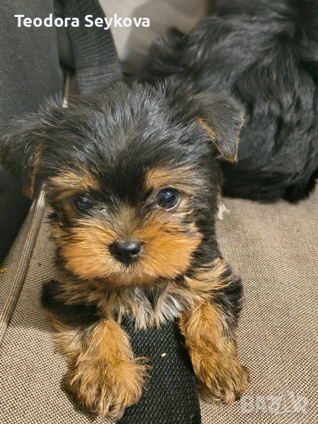 Йорки, снимка 1