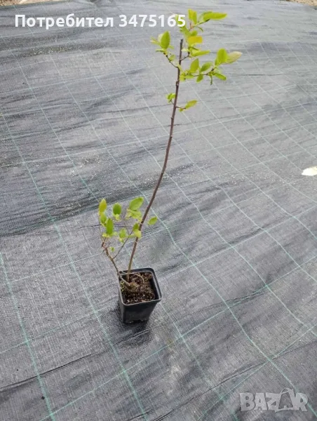 Висока американска боровинка  ,Лоницера  Duet , снимка 1