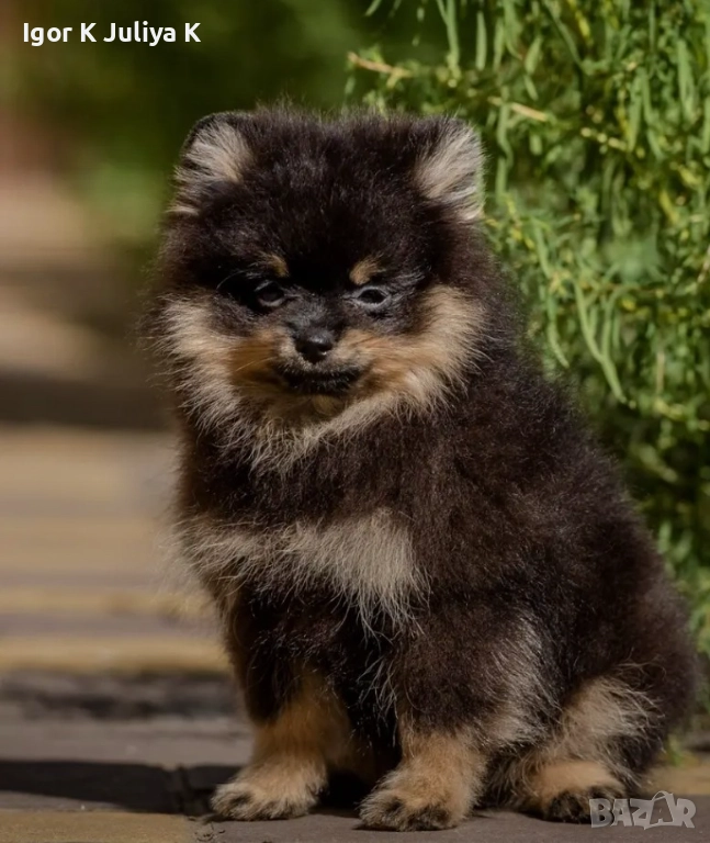 Померанчета, пухави топки, снимка 1