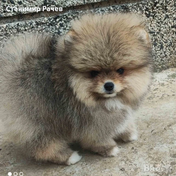 Померан померани , снимка 1