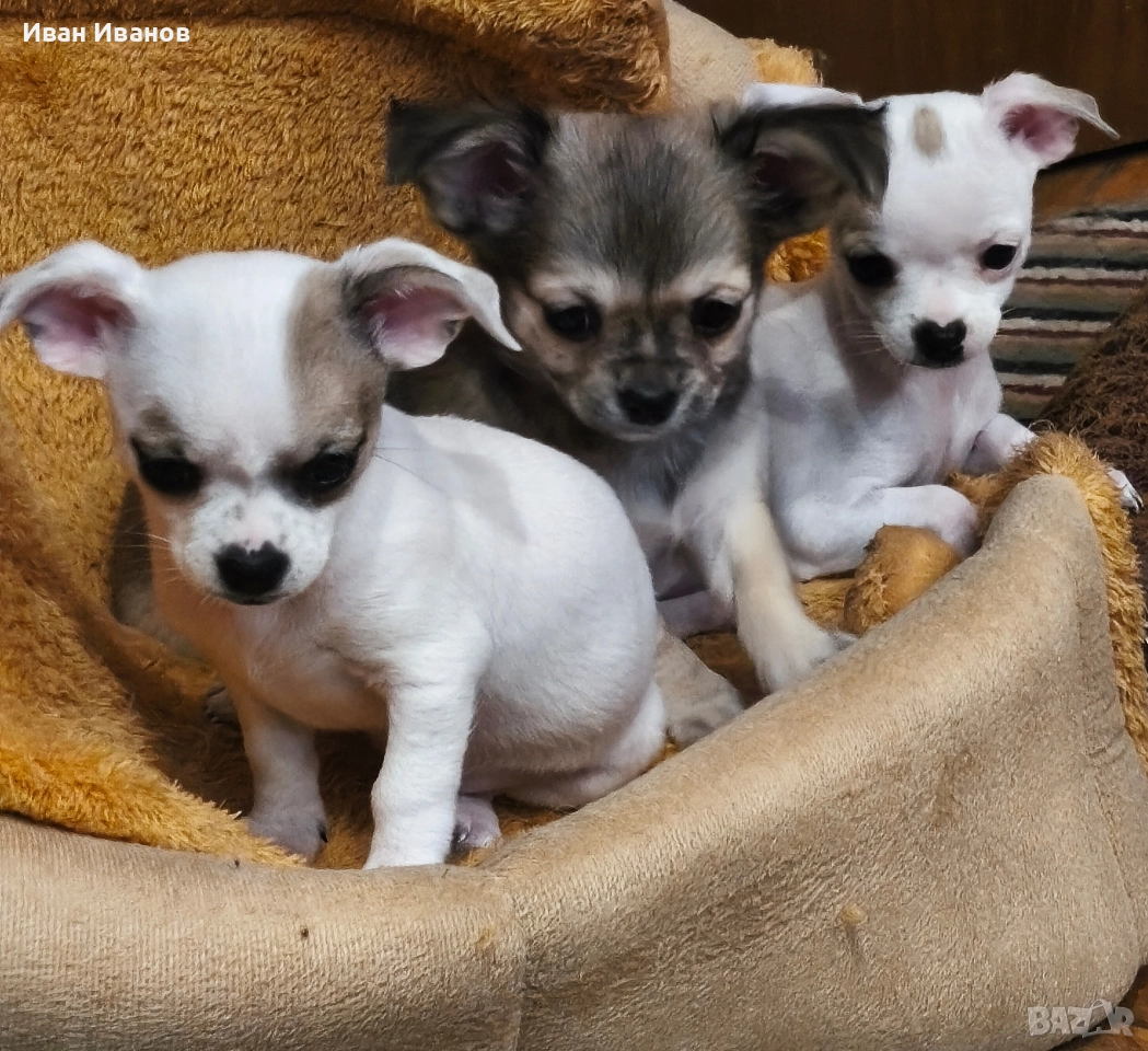 Чихуахуа, снимка 1