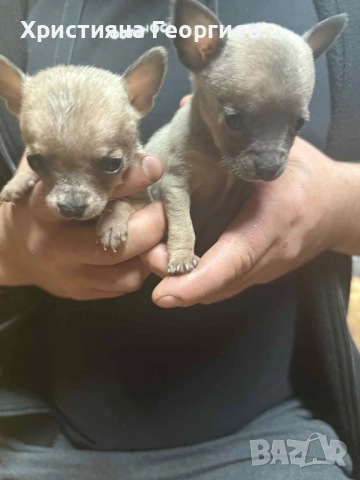 Чихуахуа {Родини на 09.09.2025}