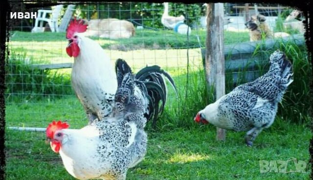 Сребърно Брезе яйца, снимка 4 - други­ - 31147352