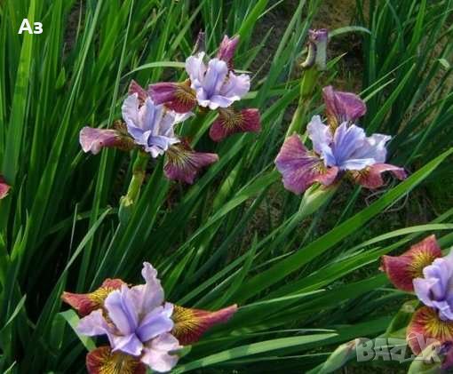 Продавам цветя Холандски ириси - луковици, за есенно засаждане, снимка 4 - Сортови семена и луковици - 26648766