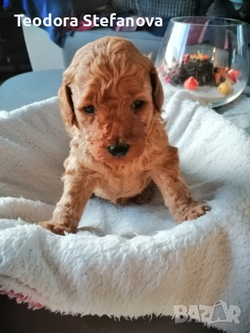 Мини пудели , снимка 4 - Пудели - 52589135