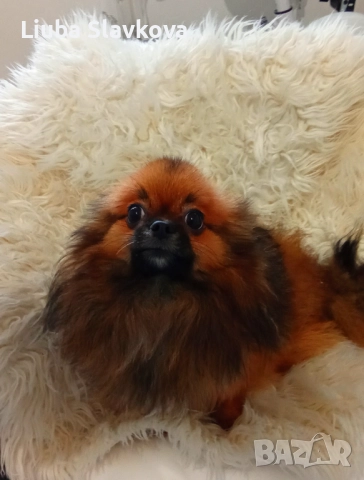 Мини момиченце , снимка 1