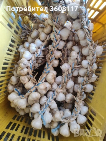 чесън пролетняк 