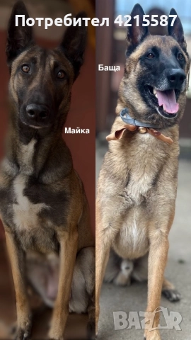 Белгийска овчарка бебе, снимка 4 - Белгийска овчарка - 52804440