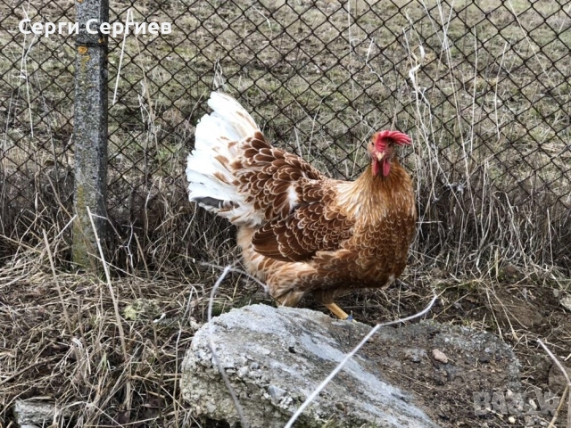Sergiev Farm - предлага различни породи кокошки , снимка 7 - Кокошки и пуйки - 53530407