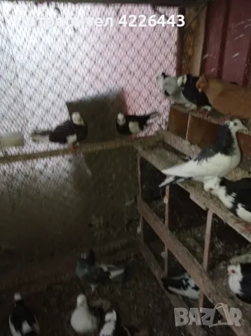 Пернишки капест, снимка 6 - Гълъби - 49426302