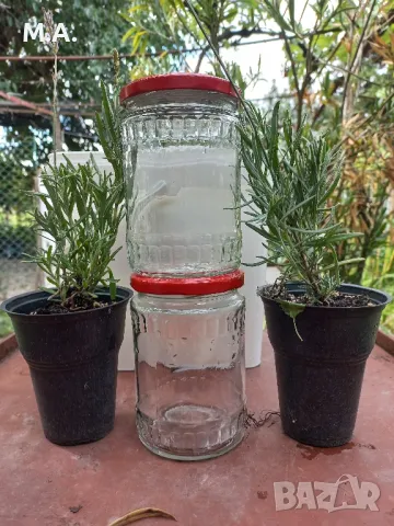 Предлагам лавандули в контейнери