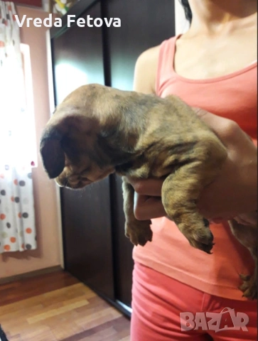 чистокръвни мини дакелчета, снимка 3 - Дакели - 53040336