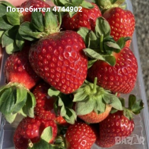 Prodavam razsad qgodi celogodishen sort Озарк бюти, снимка 2 - Разсади - 53576644