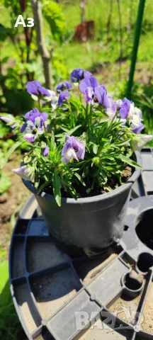 Продавам цветя Теменужки Трикси, снимка 4 - Разсади - 50464114