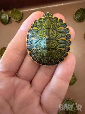 Продавам водни костенурки, снимка 3 - Костенурки - 52907533