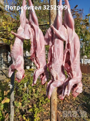 Заешко месо , снимка 5 - Други - 35064499