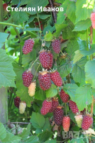 Тайбери (хибрид между малина и къпина, къпино-малина), снимка 2 - Градински цветя и растения - 52354348