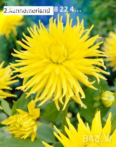 Луковици - Коренище на Далия   - Цена за 1 бр.: 2,50 € / 4,89лв. , снимка 4 - Разсади - 53145591