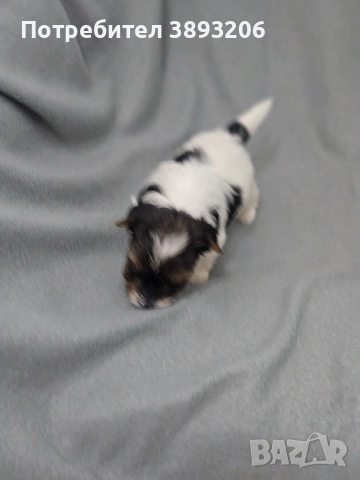 йоркширски териер-бивер, снимка 6 - Йоркширски териер - 52805290