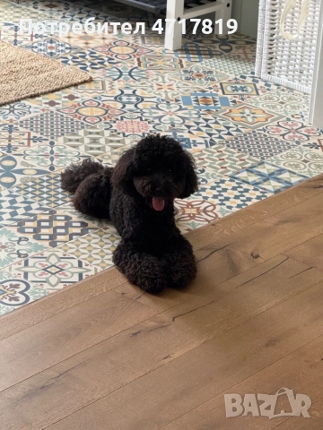 Оскар си търси приятелка , снимка 2 - Пудели - 53210104