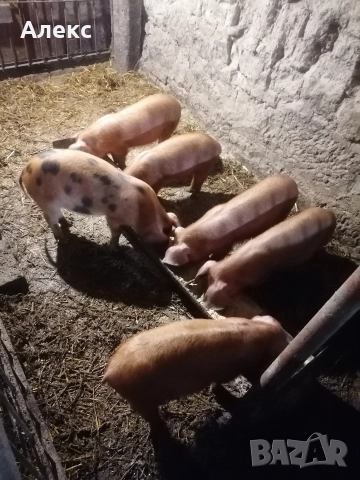  Прасенца Дюрок на 3 месеца 