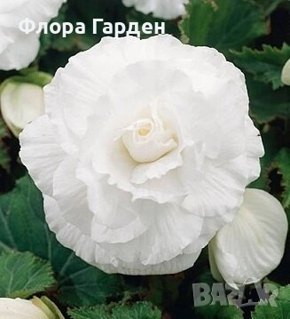 БЕГОНИЯ - Грудки/ ПРЕДВАРИТЕЛНИ ПОРЪЧКИ, снимка 7 - Сортови семена и луковици - 49235759