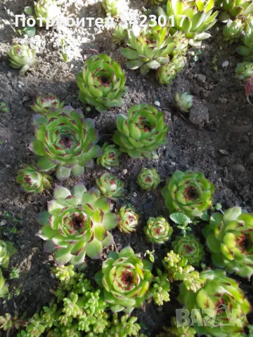 Дебелец лечебно растение