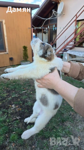 Алабай, снимка 6 - Алабай - 53130493