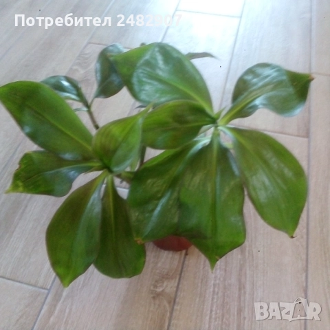 Красиво стайно растение, снимка 7 - Стайни растения - 52421391