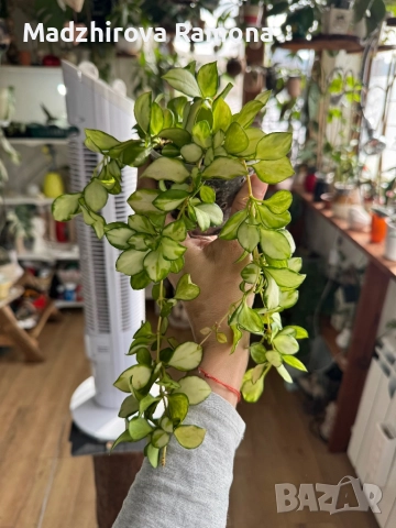 Hoya heuschkeliana variegata, снимка 3 - Стайни растения - 52595558