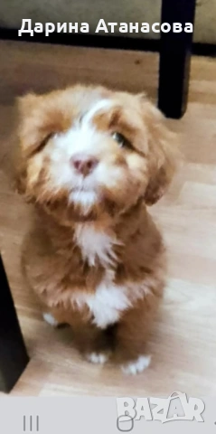 Пудел МАЛТИПУ със сини очи