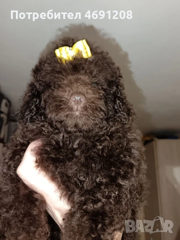 Пудел мини шоколад момче, снимка 3 - Пудели - 52889210