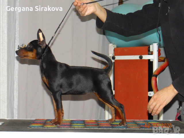 Миниатюрен Пинчер, снимка 3 - Пинчер - 52606026